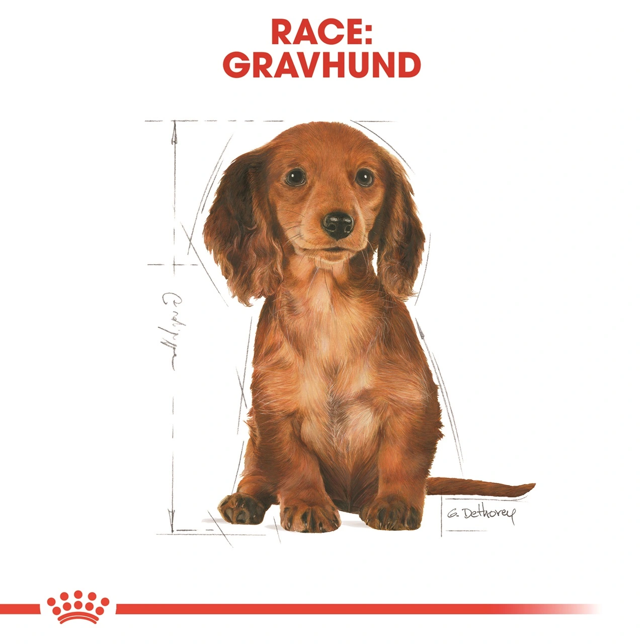 Royal Canin Dachshund Puppy 1,5 kg - tørfoder til Gravhund hvalpe